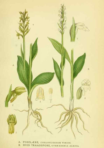 Reproducción/Reproduction 8147621259: Billeder af nordens flora,. København,G.E.C. Gad's forlag,1917-1927.