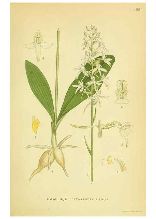 Reproducción/Reproduction 8147654684: Billeder af nordens flora,. København,G.E.C. Gad's forlag,1917-1927.