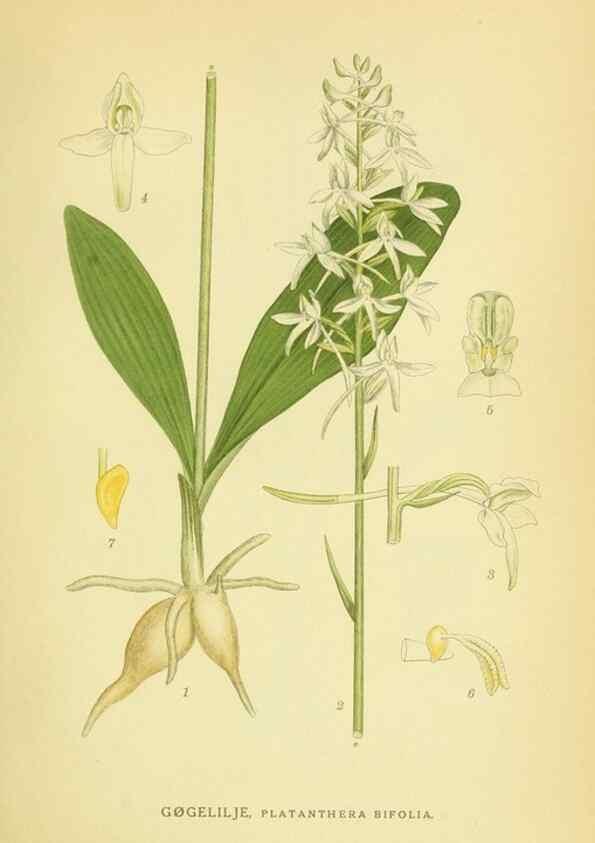 Reproducción/Reproduction 8147654684: Billeder af nordens flora,. København,G.E.C. Gad's forlag,1917-1927.