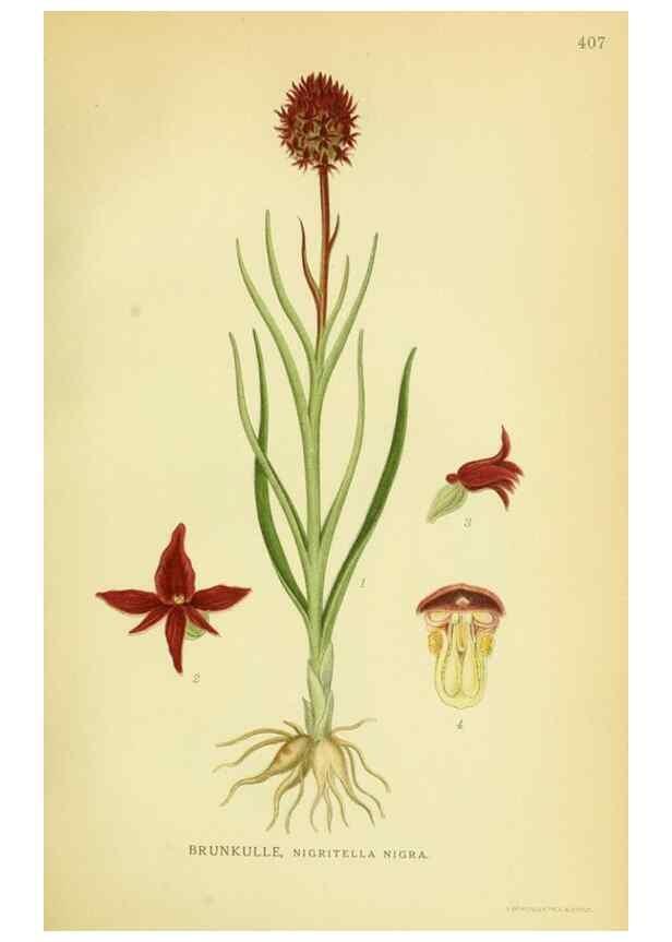 Reproducción/Reproduction 8147655140: Billeder af nordens flora,. København,G.E.C. Gad's forlag,1917-1927.