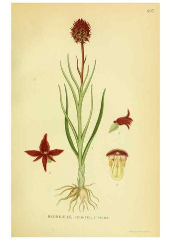 Reproducción/Reproduction 8147655140: Billeder af nordens flora,. København,G.E.C. Gad's forlag,1917-1927.