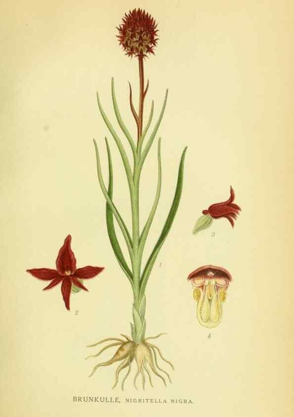Reproducción/Reproduction 8147655140: Billeder af nordens flora,. København,G.E.C. Gad's forlag,1917-1927.