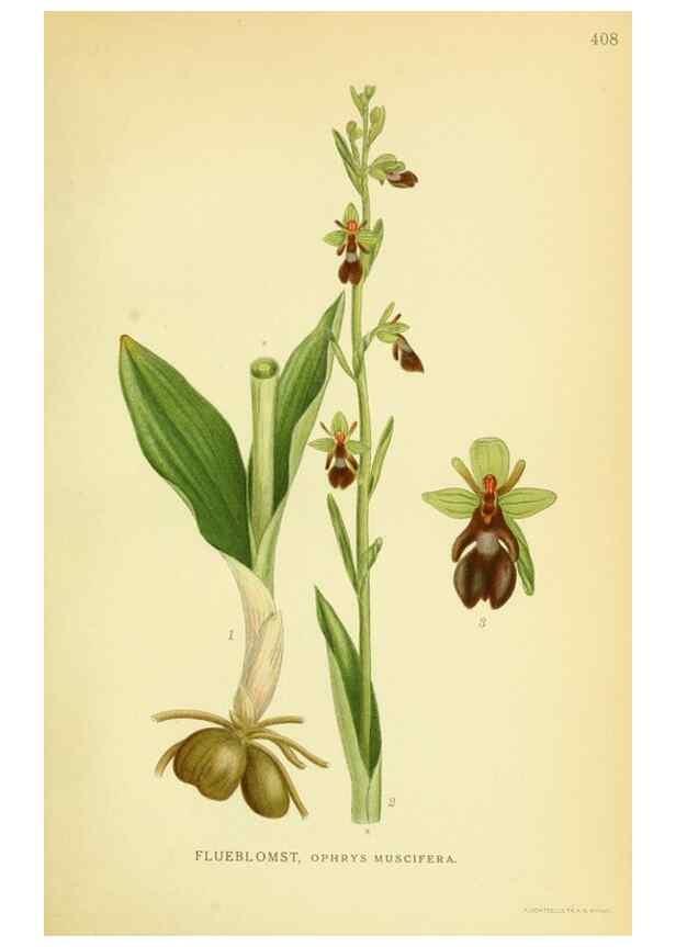 Reproducción/Reproduction 8147622681: Billeder af nordens flora,. København,G.E.C. Gad's forlag,1917-1927.