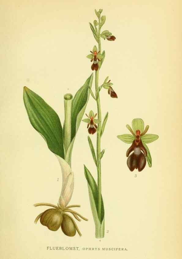 Reproducción/Reproduction 8147622681: Billeder af nordens flora,. København,G.E.C. Gad's forlag,1917-1927.