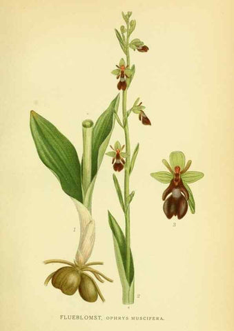 Reproducción/Reproduction 8147622681: Billeder af nordens flora,. København,G.E.C. Gad's forlag,1917-1927.