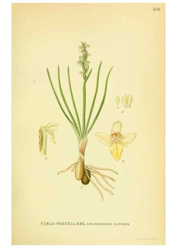 Reproducción/Reproduction 8147656014: Billeder af nordens flora,. København,G.E.C. Gad's forlag,1917-1927.