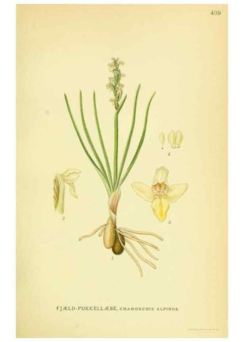 Reproducción/Reproduction 8147656014: Billeder af nordens flora,. København,G.E.C. Gad's forlag,1917-1927.