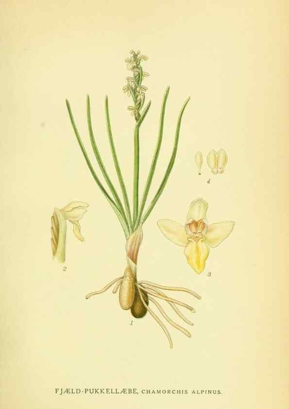 Reproducción/Reproduction 8147656014: Billeder af nordens flora,. København,G.E.C. Gad's forlag,1917-1927.