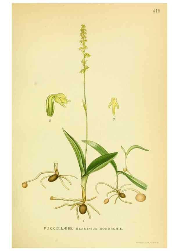Reproducción/Reproduction 8147656364: Billeder af nordens flora,. København,G.E.C. Gad's forlag,1917-1927.