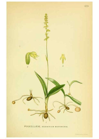 Reproducción/Reproduction 8147656364: Billeder af nordens flora,. København,G.E.C. Gad's forlag,1917-1927.