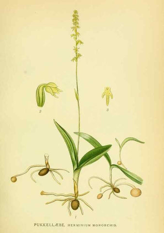 Reproducción/Reproduction 8147656364: Billeder af nordens flora,. København,G.E.C. Gad's forlag,1917-1927.