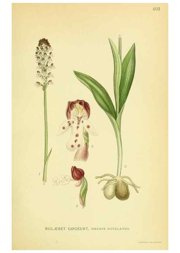 Reproducción/Reproduction 8147620315: Billeder af nordens flora,. København,G.E.C. Gad's forlag,1917-1927.