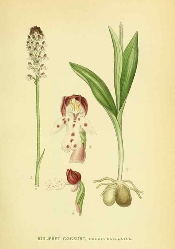 Reproducción/Reproduction 8147620315: Billeder af nordens flora,. København,G.E.C. Gad's forlag,1917-1927.
