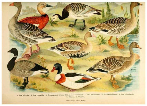 Reproducción/Reproduction 7413935578: Atlante ornitologico :. Milano :U. Hoepli,1902.