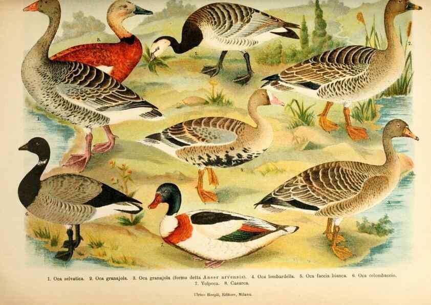 Reproducción/Reproduction 7413935578: Atlante ornitologico :. Milano :U. Hoepli,1902.
