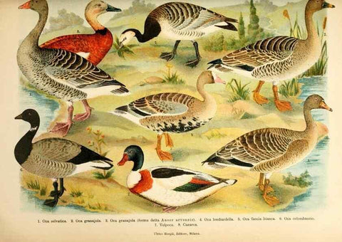 Reproducción/Reproduction 7413935578: Atlante ornitologico :. Milano :U. Hoepli,1902.