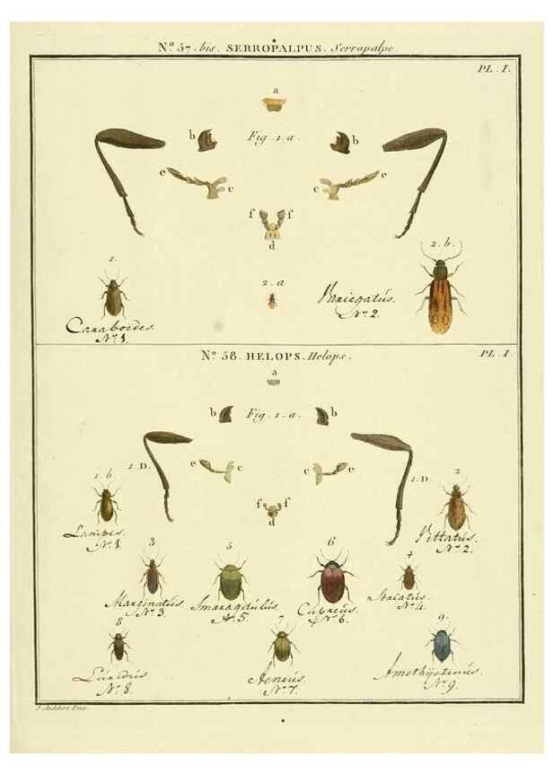 Reproducción/Reproduction 8112726710: Entomologie, ou, Histoire naturelle des insectes :. A Paris :De l'Imprimerie de Baudoin,1789-1808.