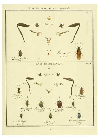 Reproducción/Reproduction 8112726710: Entomologie, ou, Histoire naturelle des insectes :. A Paris :De l'Imprimerie de Baudoin,1789-1808.
