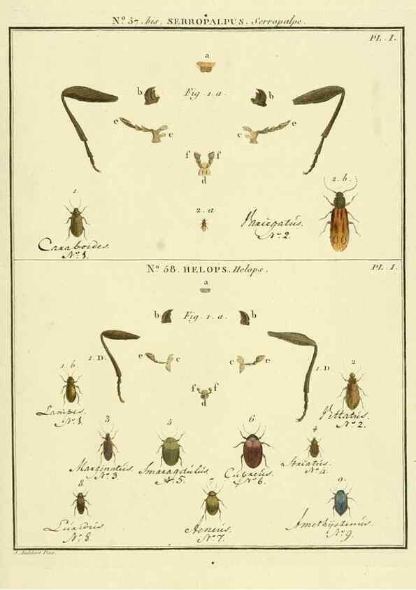 Reproducción/Reproduction 8112726710: Entomologie, ou, Histoire naturelle des insectes :. A Paris :De l'Imprimerie de Baudoin,1789-1808.