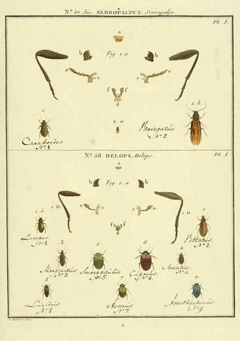 Reproducción/Reproduction 8112726710: Entomologie, ou, Histoire naturelle des insectes :. A Paris :De l'Imprimerie de Baudoin,1789-1808.