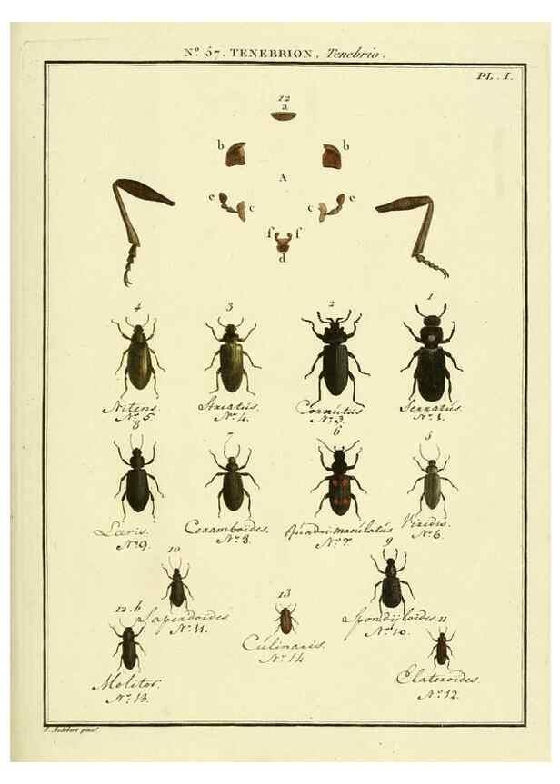 Reproducción/Reproduction 8112725890: Entomologie, ou, Histoire naturelle des insectes :. A Paris :De l'Imprimerie de Baudoin,1789-1808.
