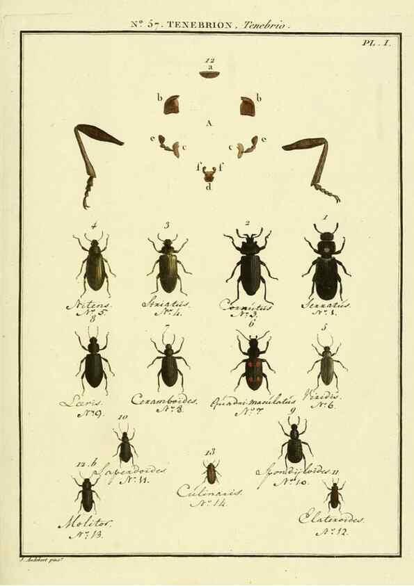 Reproducción/Reproduction 8112725890: Entomologie, ou, Histoire naturelle des insectes :. A Paris :De l'Imprimerie de Baudoin,1789-1808.