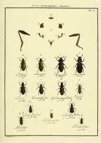 Reproducción/Reproduction 8112725890: Entomologie, ou, Histoire naturelle des insectes :. A Paris :De l'Imprimerie de Baudoin,1789-1808.