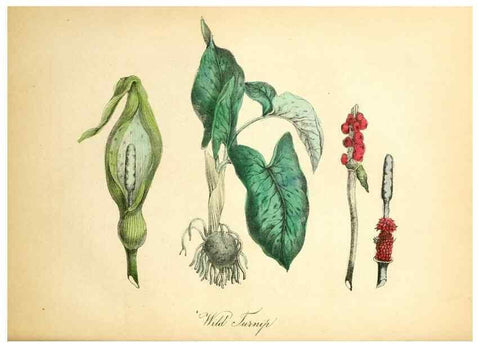 Reproducción/Reproduction 8079582921: The American flora :. New York :Hull & Spencer,1855.