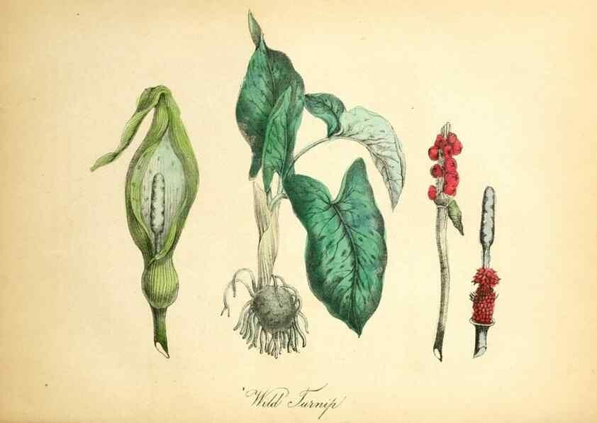 Reproducción/Reproduction 8079582921: The American flora :. New York :Hull & Spencer,1855.