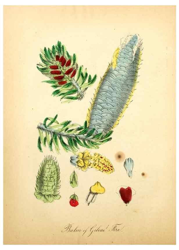 Reproducción/Reproduction 8079577518: The American flora :. New York :Hull & Spencer,1855.