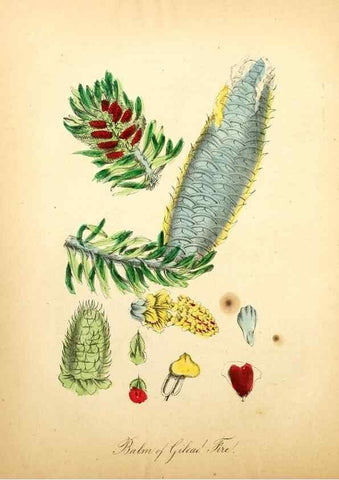 Reproducción/Reproduction 8079577518: The American flora :. New York :Hull & Spencer,1855.