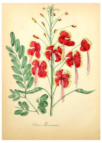 Reproducción/Reproduction 8079577870: The American flora :. New York :Hull & Spencer,1855.