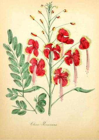 Reproducción/Reproduction 8079577870: The American flora :. New York :Hull & Spencer,1855.