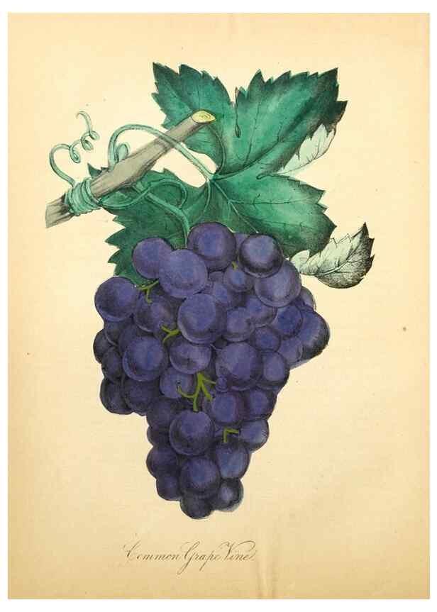 Reproducción/Reproduction 8079584055: The American flora :. New York :Hull & Spencer,1855.