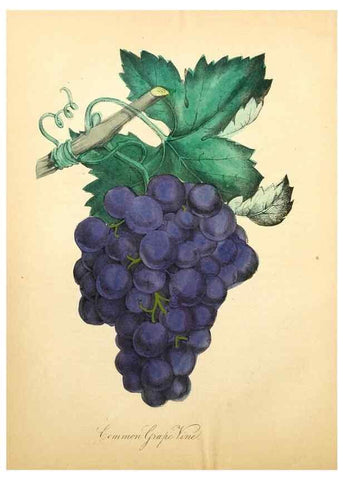 Reproducción/Reproduction 8079584055: The American flora :. New York :Hull & Spencer,1855.