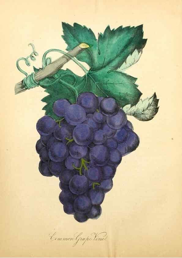 Reproducción/Reproduction 8079584055: The American flora :. New York :Hull & Spencer,1855.