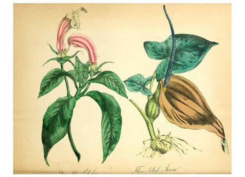 Reproducción/Reproduction 8079584389: The American flora :. New York :Hull & Spencer,1855.