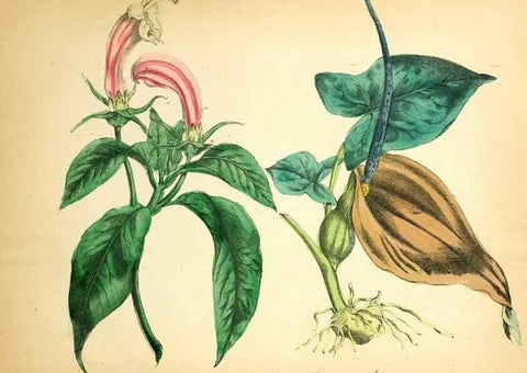Reproducción/Reproduction 8079584389: The American flora :. New York :Hull & Spencer,1855.