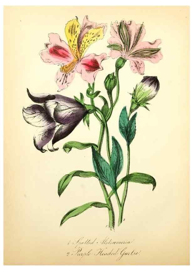 Reproducción/Reproduction 8079584885: The American flora :. New York :Hull & Spencer,1855.