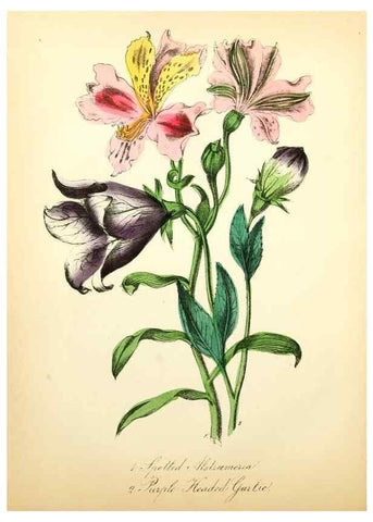 Reproducción/Reproduction 8079584885: The American flora :. New York :Hull & Spencer,1855.