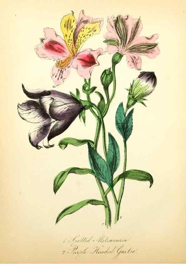 Reproducción/Reproduction 8079584885: The American flora :. New York :Hull & Spencer,1855.