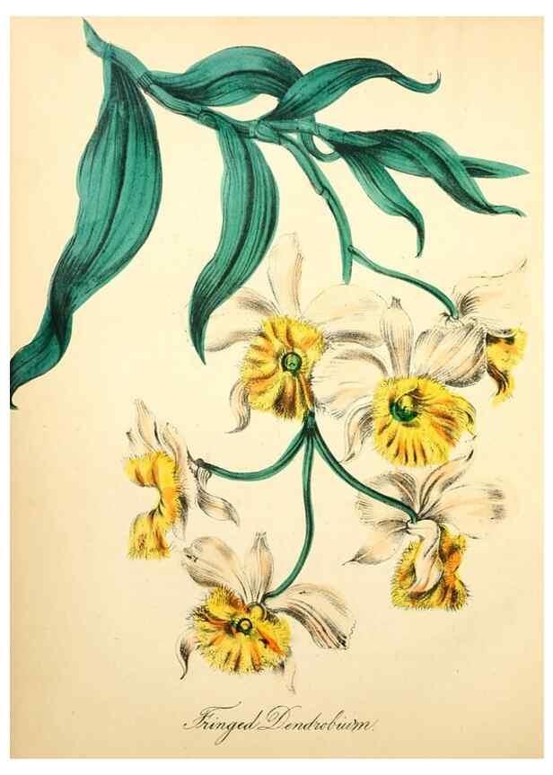 Reproducción/Reproduction 8079585273: The American flora :. New York :Hull & Spencer,1855.