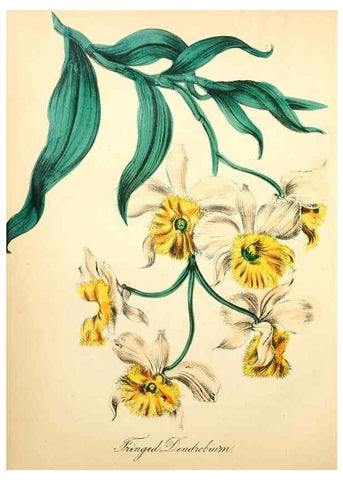 Reproducción/Reproduction 8079585273: The American flora :. New York :Hull & Spencer,1855.