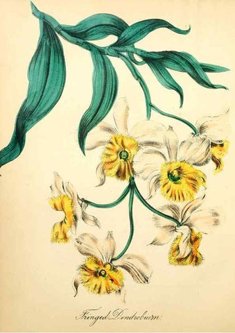 Reproducción/Reproduction 8079585273: The American flora :. New York :Hull & Spencer,1855.