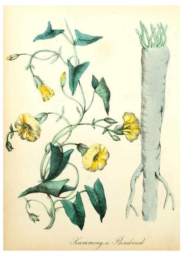 Reproducción/Reproduction 8079585583: The American flora :. New York :Hull & Spencer,1855.