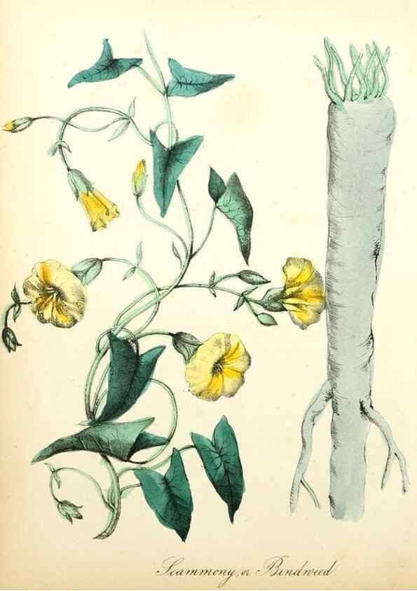 Reproducción/Reproduction 8079585583: The American flora :. New York :Hull & Spencer,1855.