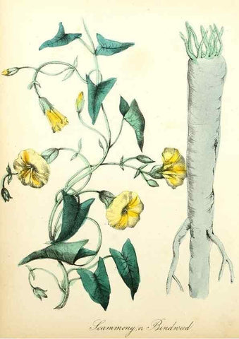 Reproducción/Reproduction 8079585583: The American flora :. New York :Hull & Spencer,1855.