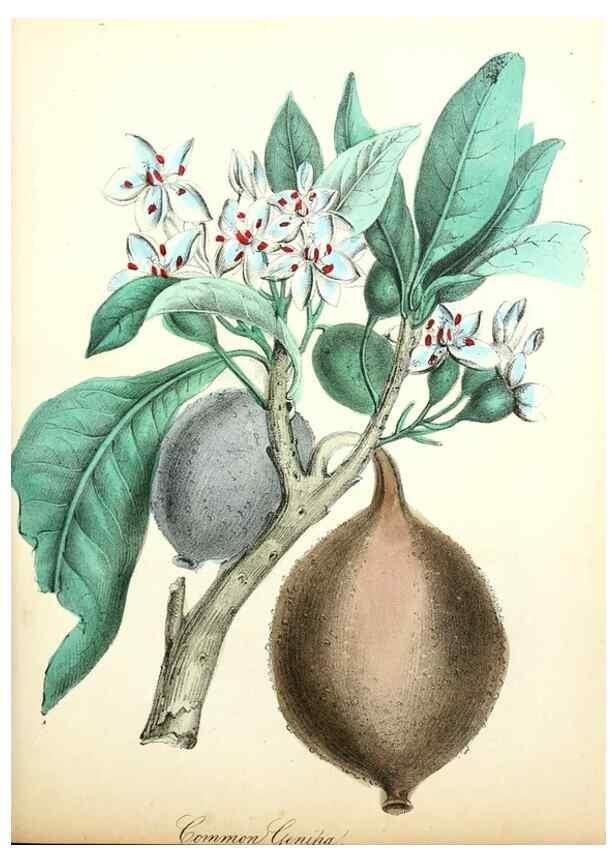 Reproducción/Reproduction 8079585955: The American flora :. New York :Hull & Spencer,1855.