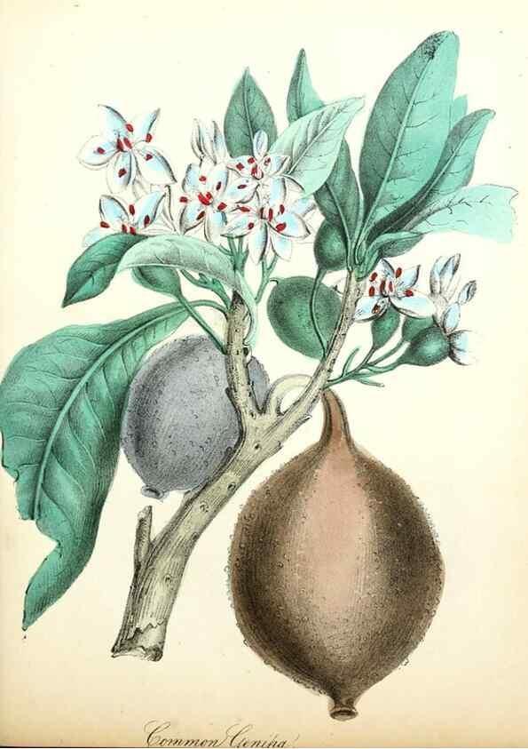 Reproducción/Reproduction 8079585955: The American flora :. New York :Hull & Spencer,1855.
