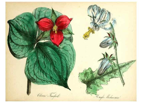 Reproducción/Reproduction 8079586267: The American flora :. New York :Hull & Spencer,1855.
